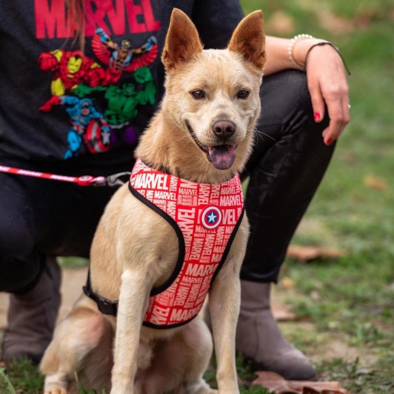MARVEL - Harnais pour Chien Réversible - S/M 