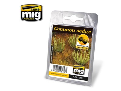 Common Sedge 