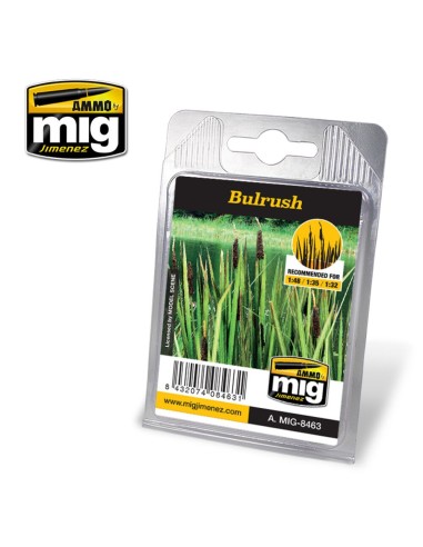 Bulrush 
