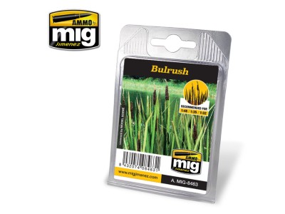 Bulrush 