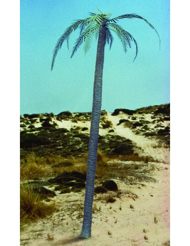 Palm tree 