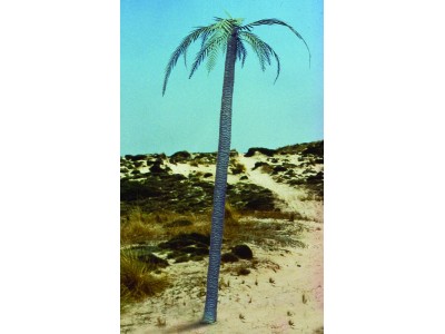 Palm tree 