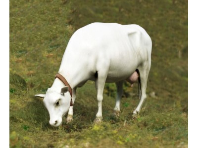 Cow standing 