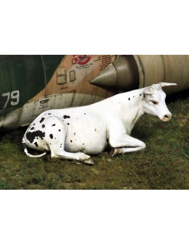 Cow lying down 