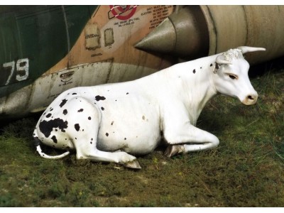 Cow lying down 