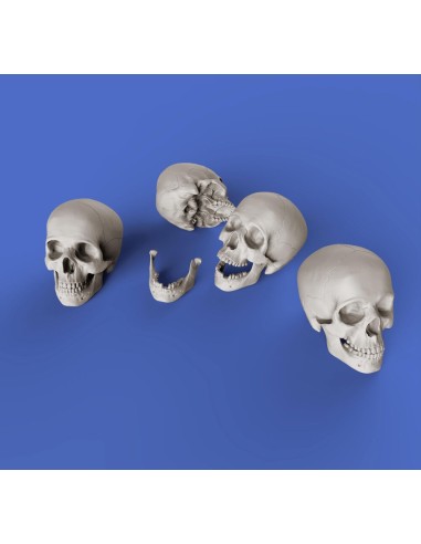 Skulls 