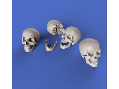Skulls 