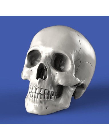Skulls (54mm) 