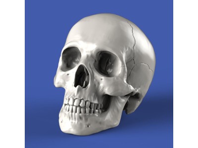 Skulls (54mm) 