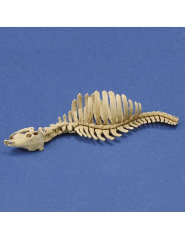 Cow skeleton n.1  3D printed 