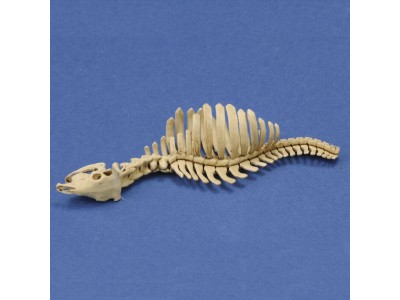 Cow skeleton n.1  3D printed 