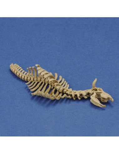 Cow skeleton n.1  3D printed 