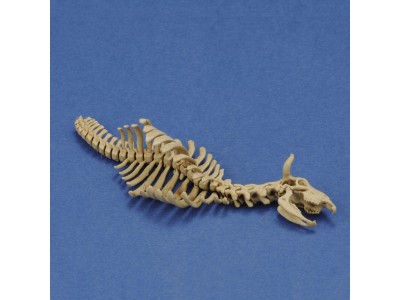 Cow skeleton n.1  3D printed 
