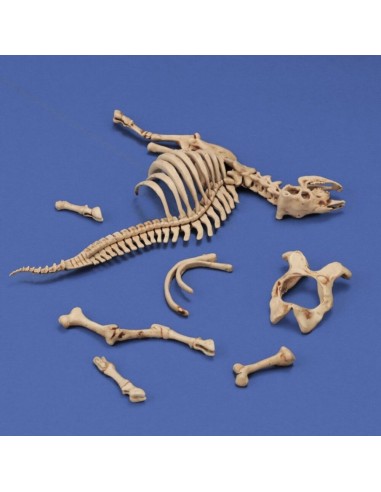 Cow skeleton n.3 