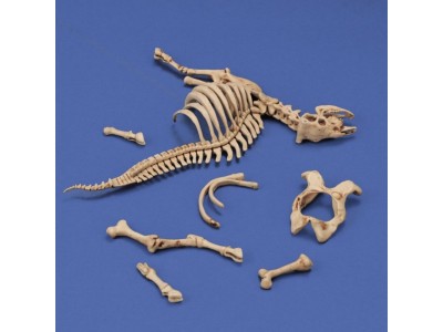 Cow skeleton n.3 