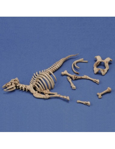 Cow skeleton n.3 