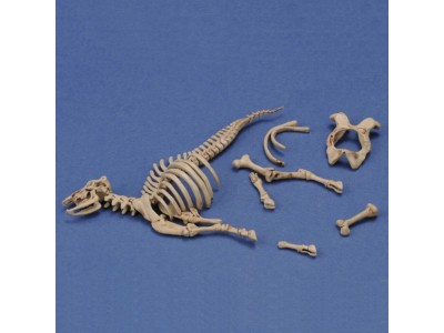 Cow skeleton n.3 