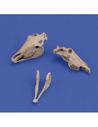 Horse skulls 