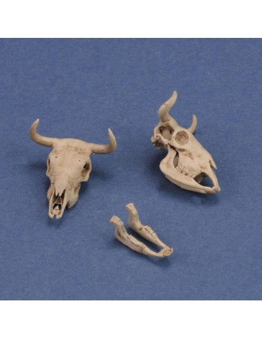 Cow skulls 
