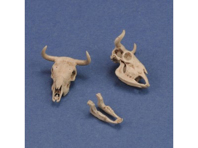 Cow skulls 
