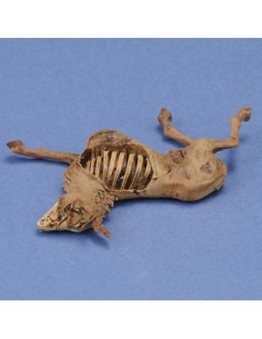Donkey carcass 