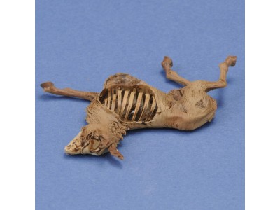 Donkey carcass 