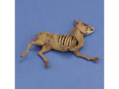 Donkey carcass 