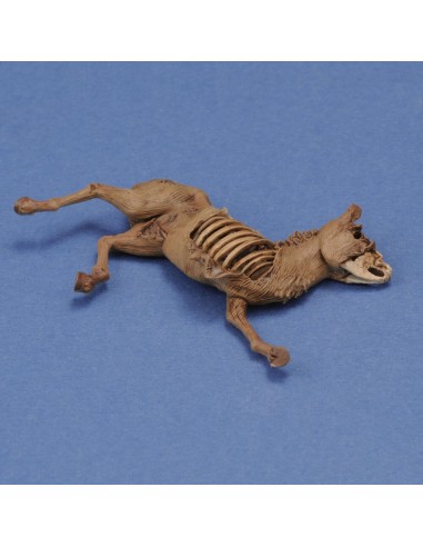 Donkey carcass 