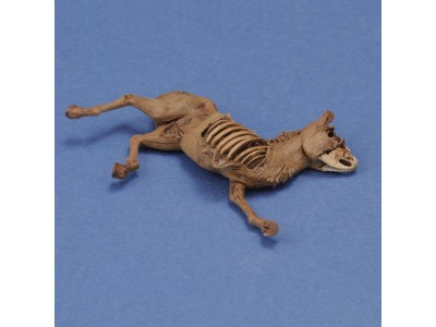 Donkey carcass 