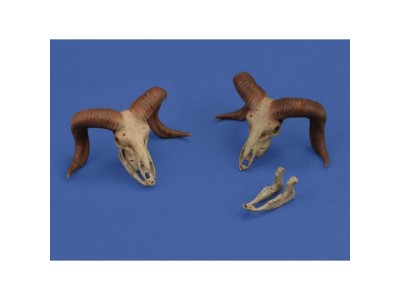 Mufflon skulls 3D printed 
