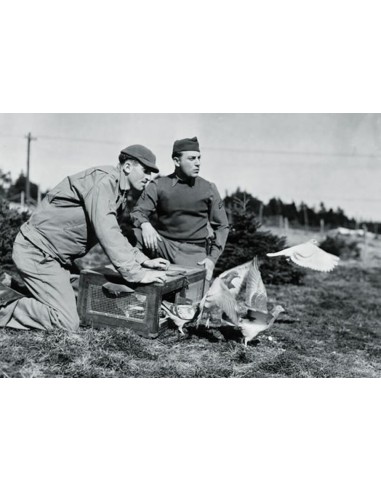 U.S. pigeons of war 