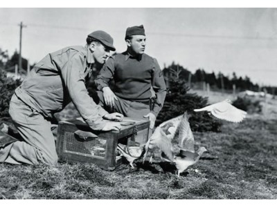 U.S. pigeons of war 