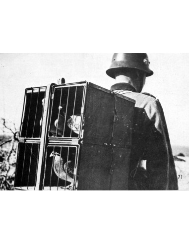 GERMAN pigeons of war 