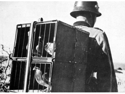 GERMAN pigeons of war 