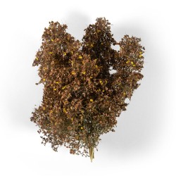 LATE FALL FILIGREE BUSHES 