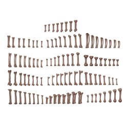 HUMAN BONES - BASING BITS 120 pieces  2