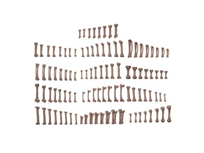 HUMAN BONES - BASING BITS 120 pieces 