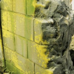 Moss and Lichen Effect 40 ml 