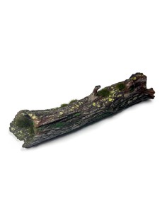 Large Fallen Trunk 