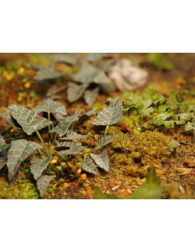 Plants & Weeds E 
