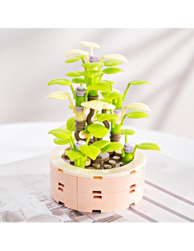 FOREVER FLOWERS - Bricks Succulent - Display 12pcs