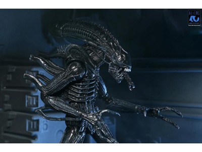 ALIENS 40EME ANNIVERSAIRE - Guerrier Alien Noir - Fig. Ultimate 23cm