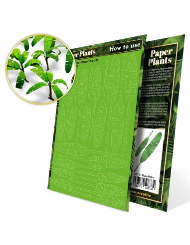 Plantes à Papier - Arbre Musa
