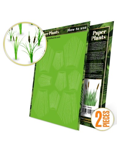 Plantes à Papier - Roseaux