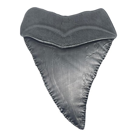 JAWS 50TH ANNIVERSARY - Shark Tooth - Limited Edition Medallion 